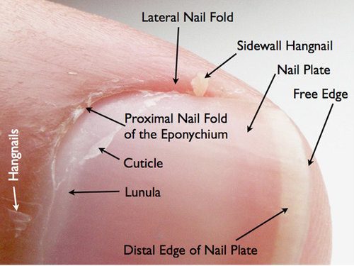 Chapter 10 Nail Diseases Diagram | Quizlet